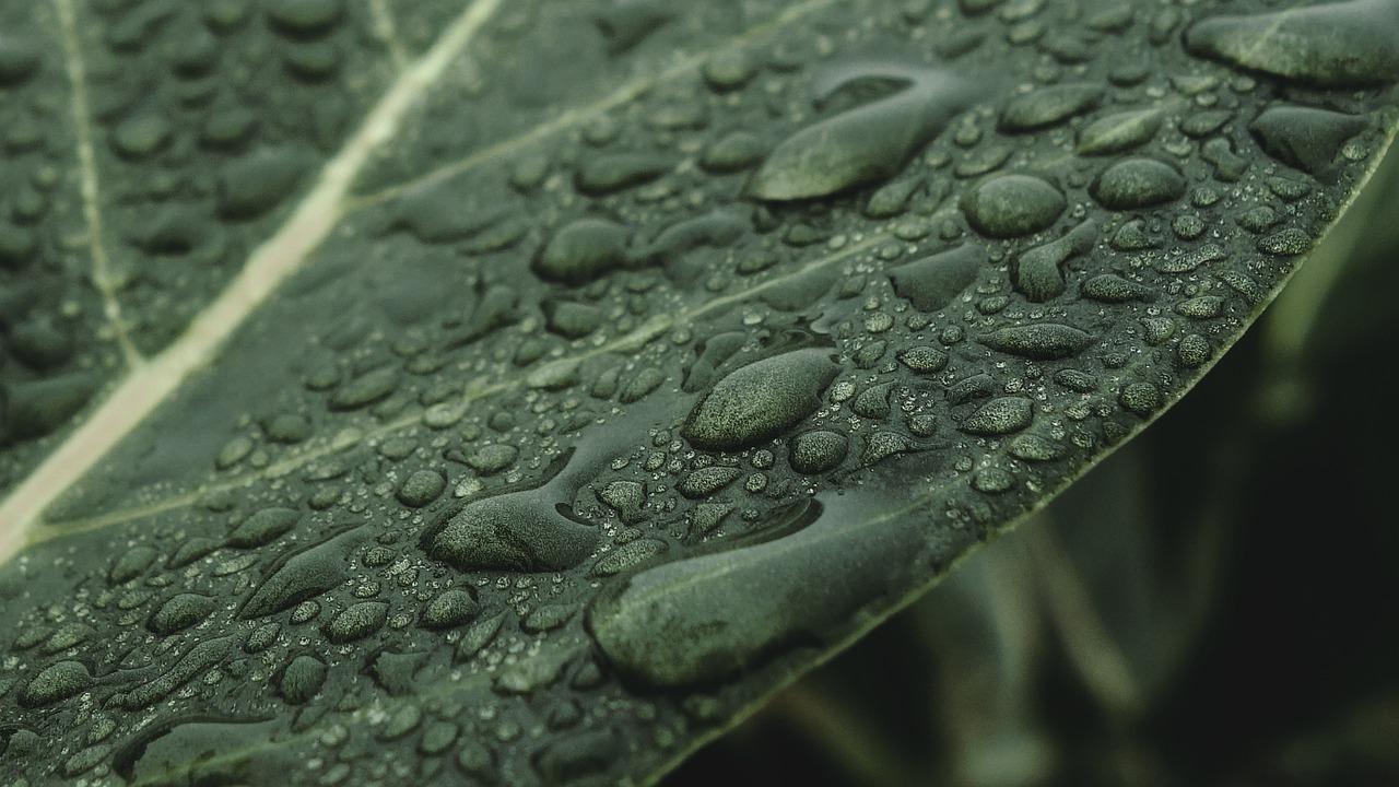 A leaf with water droplets on top