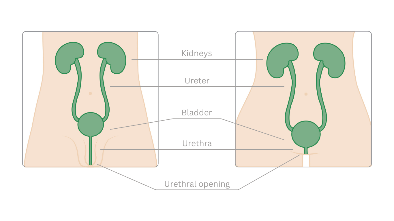 The urinary tract